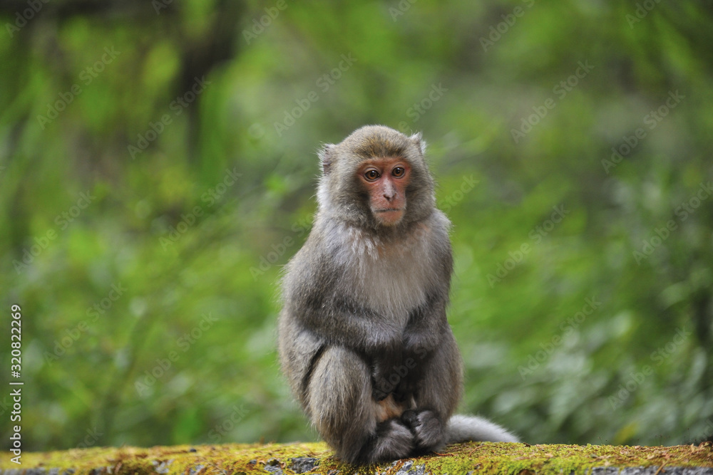 Close up of Taiwanese macaque