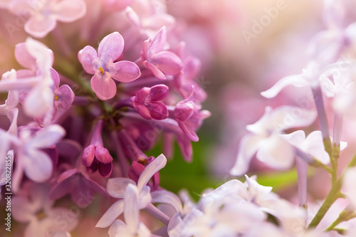 sunny purple lilac flowers, macro shot © abigail210986