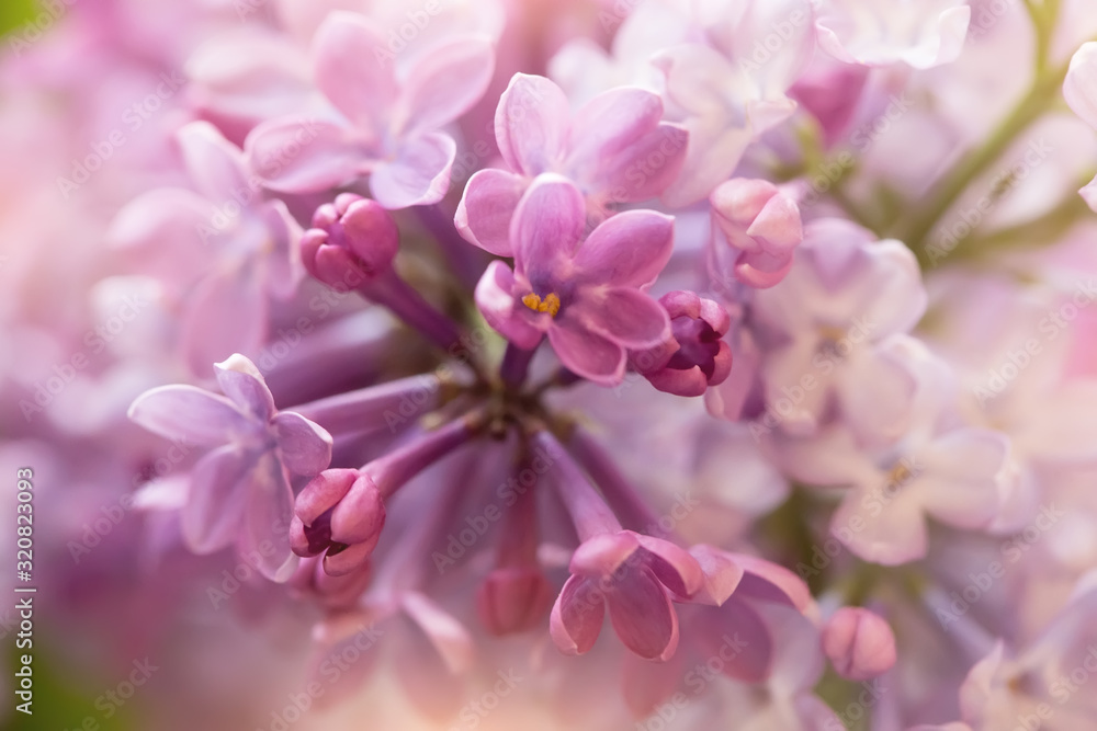 soft purple and white lilac flowers, macro shot soft purple and white lilac flowers, macro shot