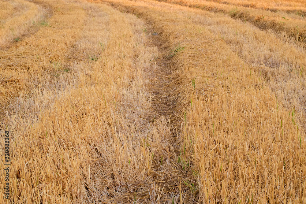 Fototapeta premium Yellow dry rice straw stubble in the rice fields after harvest pattern.