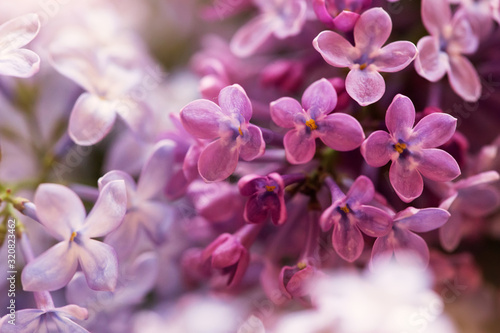 soft purple lilac flowers, floral background