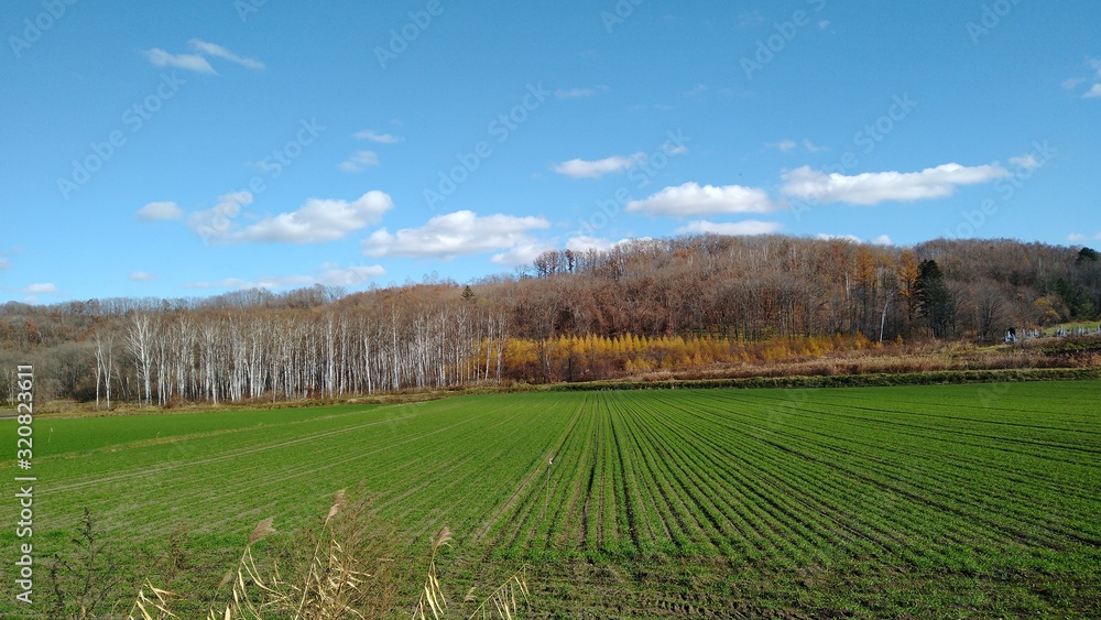 Fototapeta premium 十勝の秋空と小麦畑