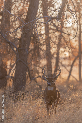 Whitetail Deer Buck in Colorado in Autumn © natureguy