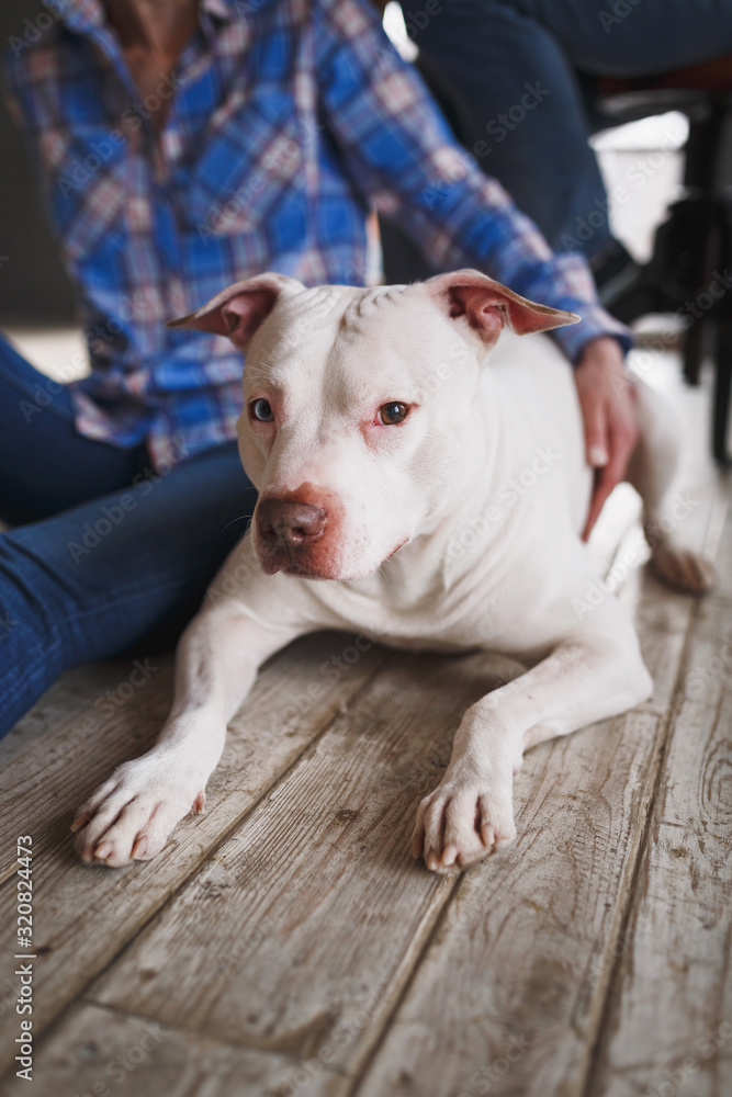 A large white Pitbull dog lying on the floor next to their crop anonymous owners in the home interior. Domestic animal.