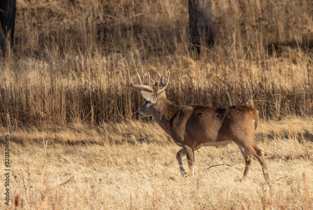 Whitetail Deer Buck in Colorado in Autumn Whitetail Deer Buck in Colorado in Autumn