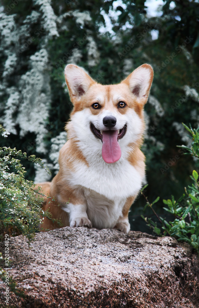 Welsh corgi pembroke in a wood/park. Cute sitting dog portrait outdoors. Happy and healthy dog on walk. Welsh corgi pembroke in a wood/park. Cute sitting dog portrait outdoors. Happy and healthy dog on walk.
