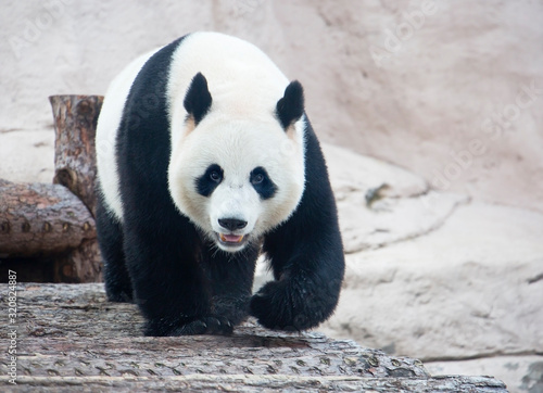 Giant Panda. It is a mammal of the bear family with black and white fur. It is found only in the mountain forests of several Western provinces of China.