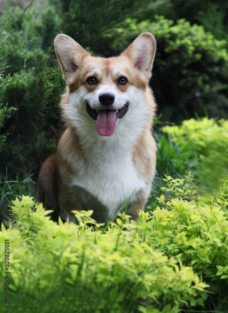 Welsh corgi pembroke in a wood/park. Cute dog portrait outdoors. Happy and healthy dog on walk.