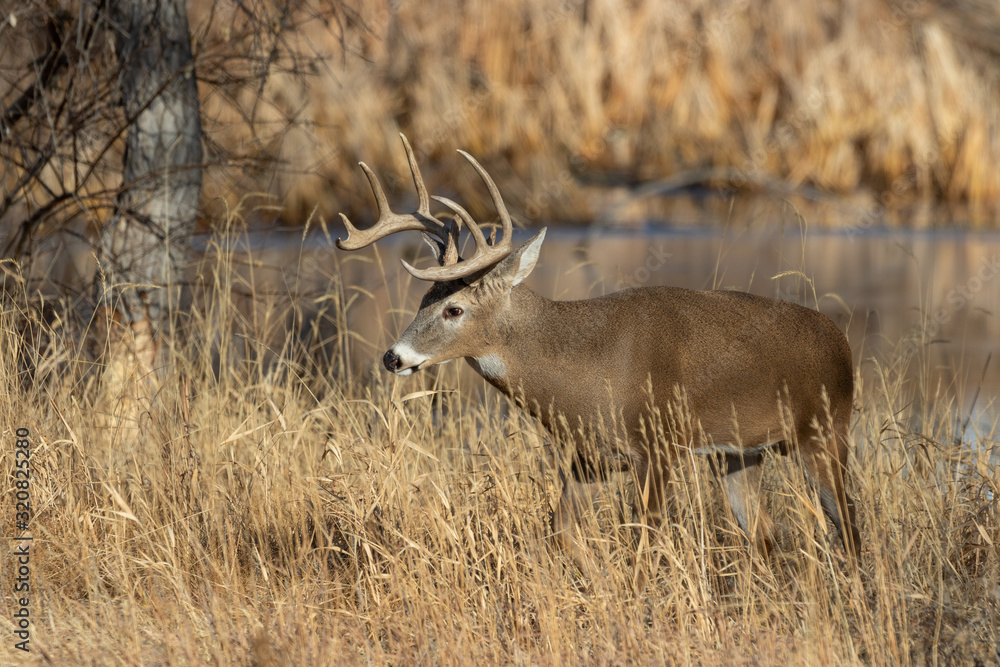Whitetail Deer Buck in Colorado in Autumn Whitetail Deer Buck in Colorado in Autumn