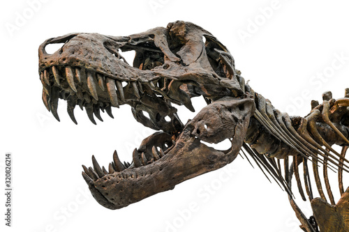 Tyrannosaurus scull isolated on white © Andrej