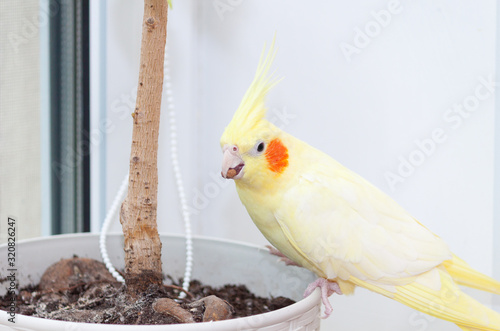 Cheeky domestic cockatiel parrot corella plaing at home photo