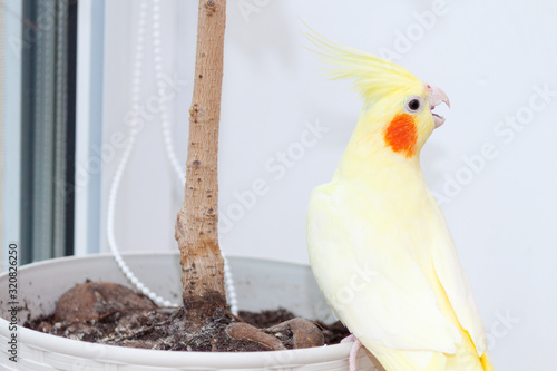 Cheeky domestic cockatiel parrot corella plaing at home photo