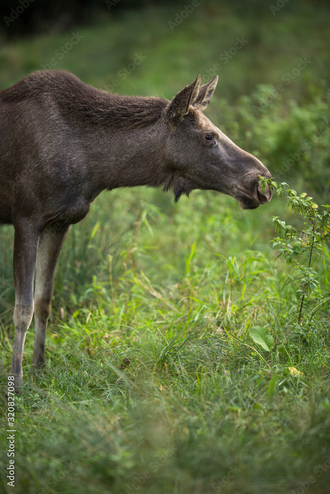 Fototapeta premium European Moose, Alces alces, also known as the elk