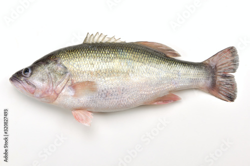 Fresh largemouth bass on the white background