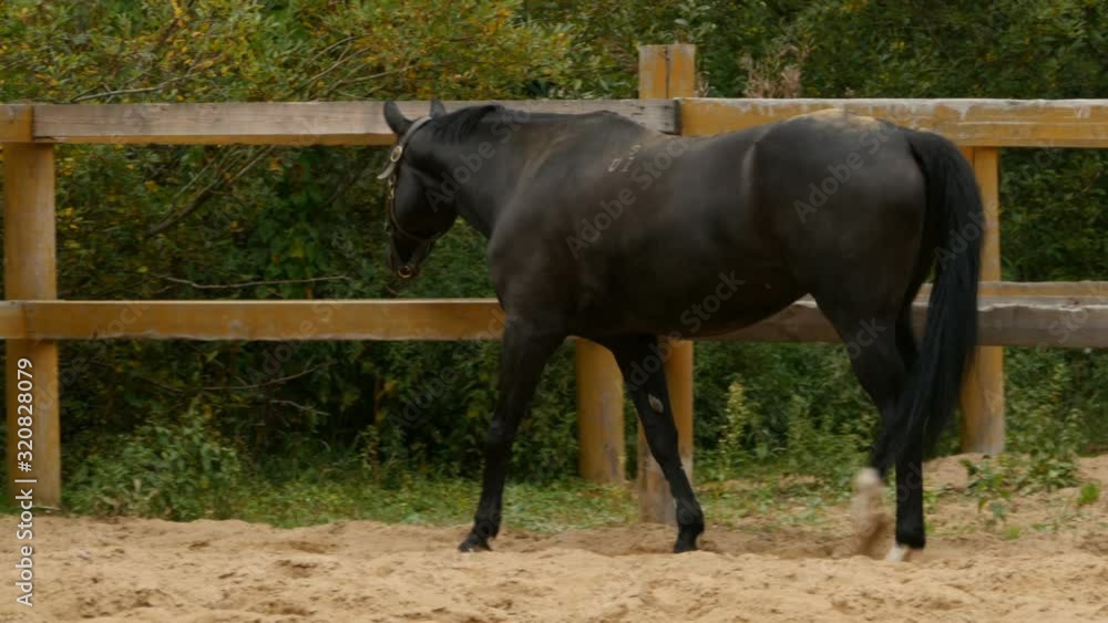 Black horse walking in the paddock, tracking shot Black horse walking in the paddock, tracking shot