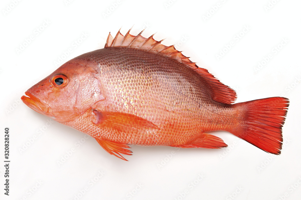 Lutjanus erythropteruson the white background Lutjanus erythropteruson the white background