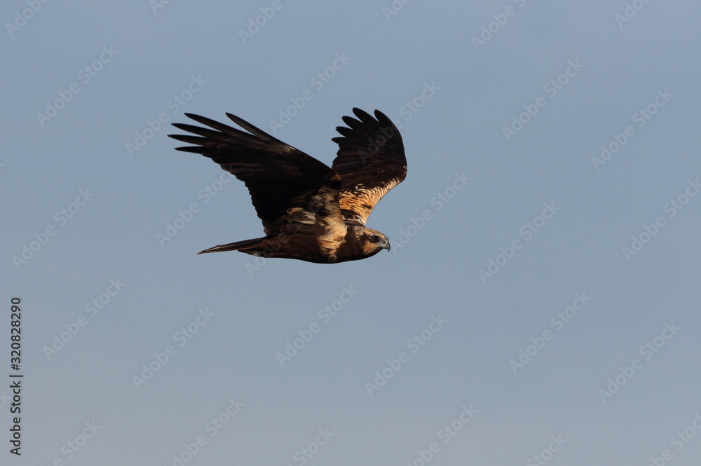 Obraz premium Western marsh harrier with the first lights of the day, harrier, hawk, falcons, raptors, birds, Circus aeroginosus