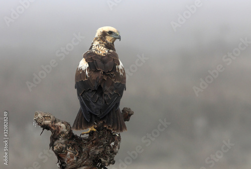 Female of Western marsh harrier with the last lights of the afternoon, hawk, harrier, falcon, birds, Circus aeroginosus photo