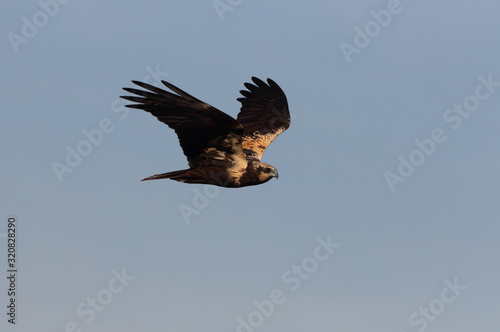 Western marsh harrier with the first lights of the day, harrier, hawk, falcons, raptors, birds,  Circus aeroginosus photo