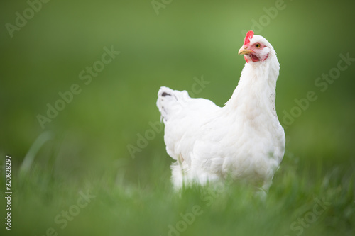 Hen in a farmyard (Gallus gallus domesticus) Fototapet