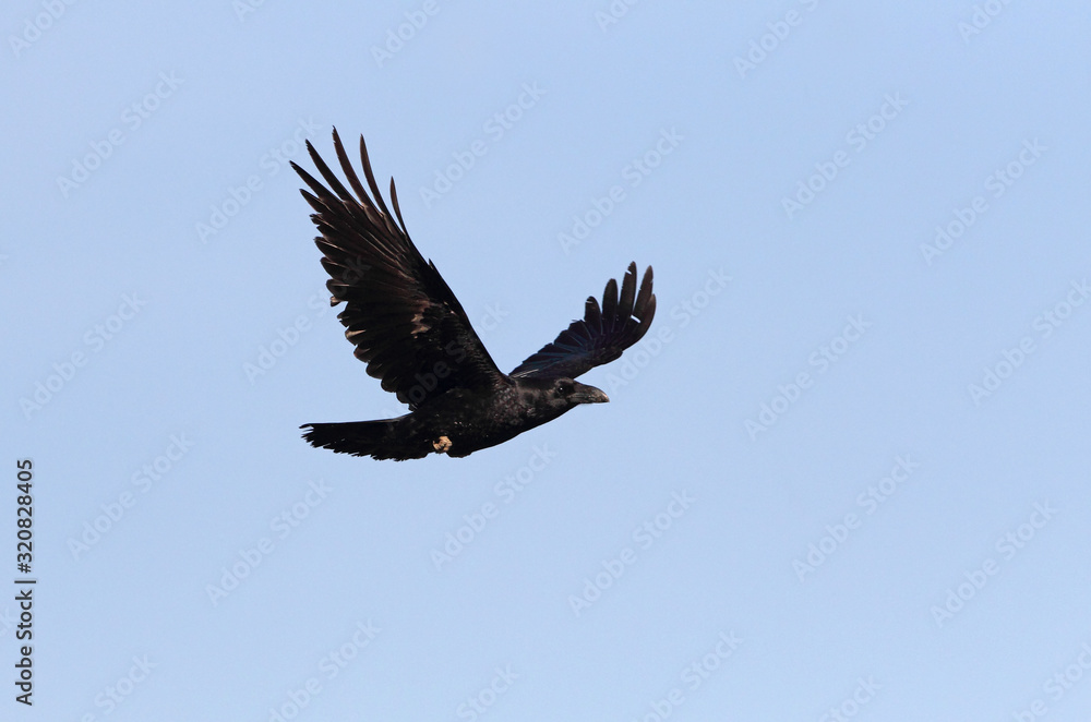 Obraz premium Common raven flying with the last lights of day