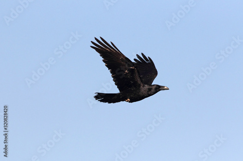 Common raven flying with the last lights of day © Jesus
