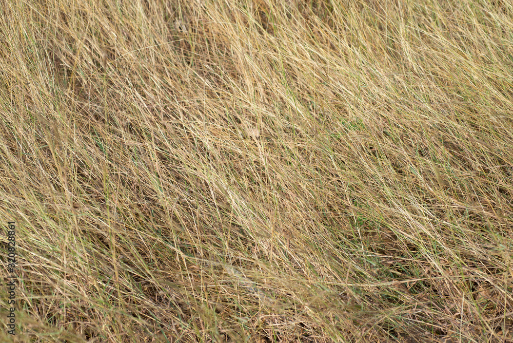 The background image of the grassland in the seasons. The background image of the grassland in the seasons.