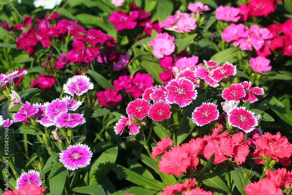 Sweet William flowers (Dianthus barbatus) on a flowerbed Sweet William flowers (Dianthus barbatus) on a flowerbed