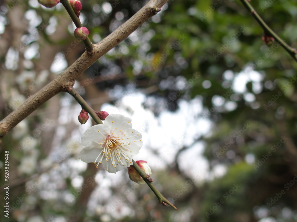 梅の花一輪、咲き急ぎ