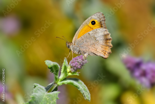 Closeup beautiful butterfly in a summer garden © blackdiamond67
