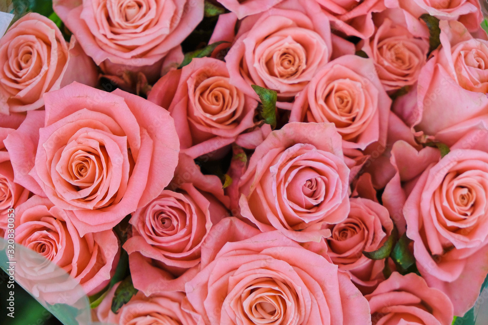 Background of flowering coral roses in Ukraine.