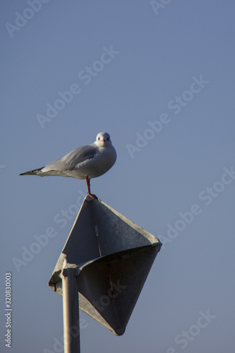 seagull on post