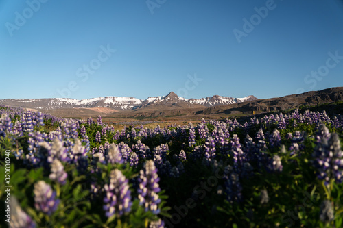 Peak of the mountain range with lupines in the foreground