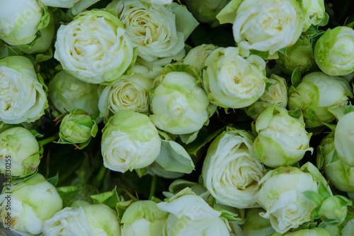 Rose background. White roses with green mint petals in Ukraine.