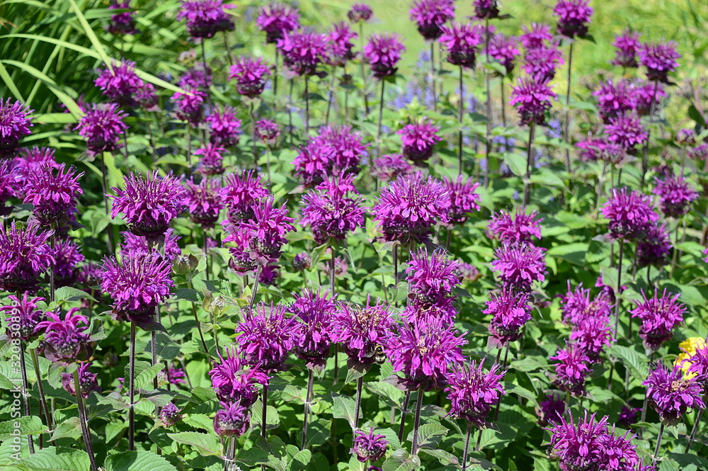 Obraz premium Closeup monarda media known as purple bergamot with blurred background in summer garden