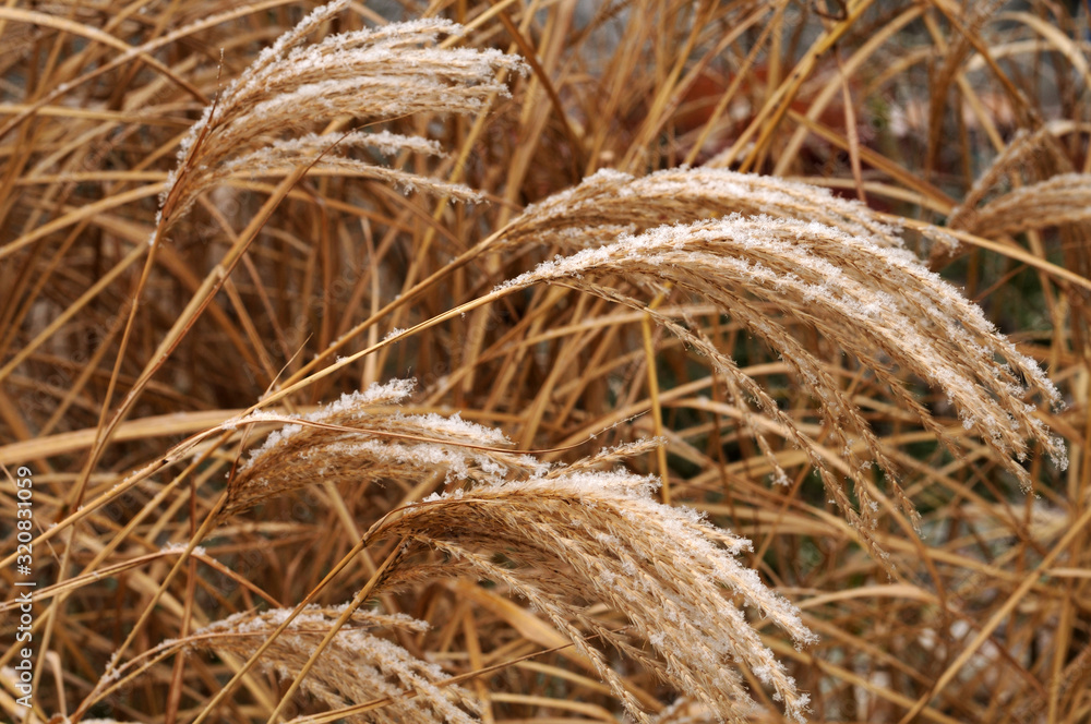 snow on wilted flowers of a japanese silver grass snow on wilted flowers of a japanese silver grass