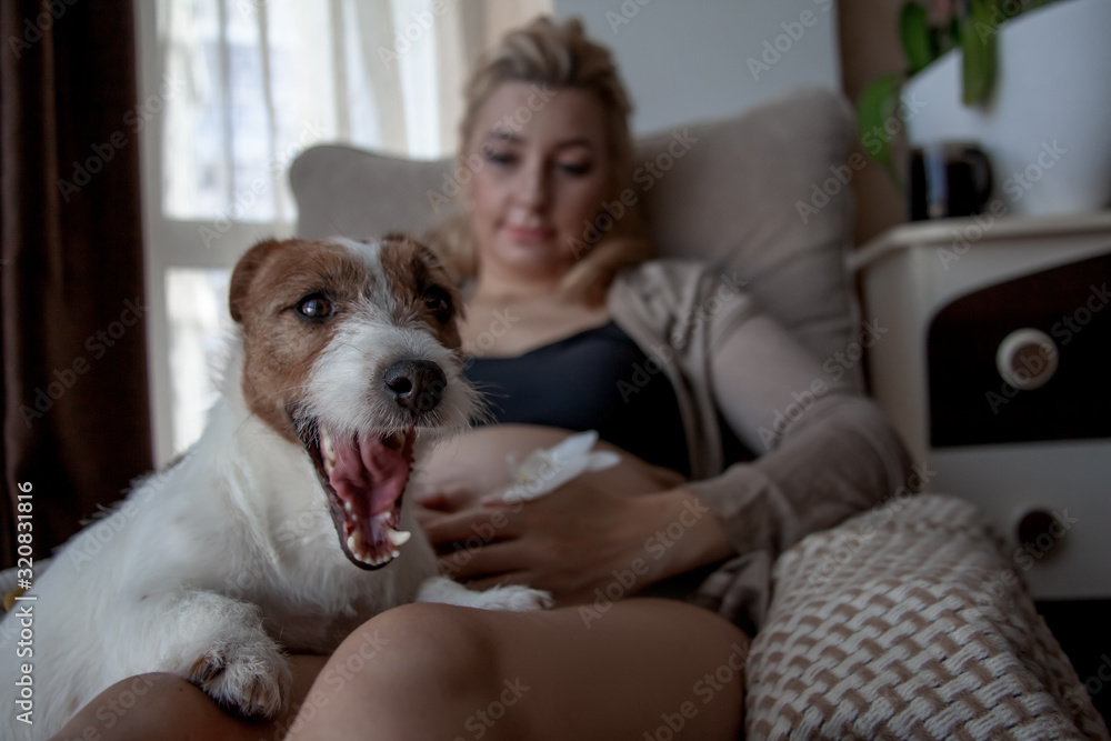 Dog ln the forenground relax on the legs of owner. Pregnant woman siting on cozy armchair with cup of tea at home infront of the window. Awaiting future baby woman resting at the room Dog ln the forenground relax on the legs of owner. Pregnant woman siting on cozy armchair with cup of tea at home infront of the window. Awaiting future baby woman resting at the room