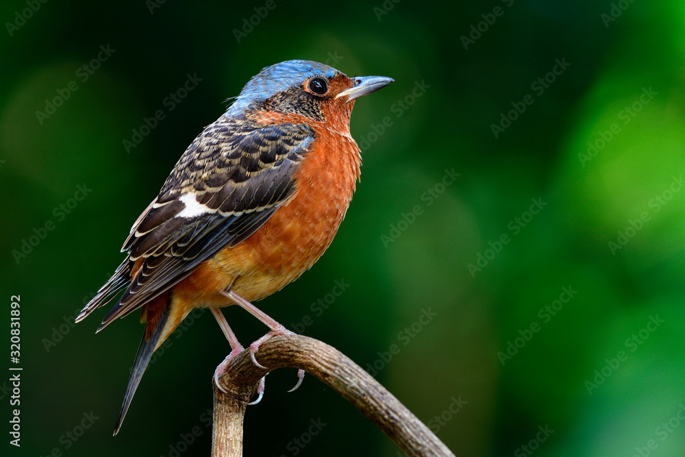 Close up of beautiful brown bird with blue head perching on tree branch, Male of White-throated rock thrush (Monticola gularis) Close up of beautiful brown bird with blue head perching on tree branch, Male of White-throated rock thrush (Monticola gularis)