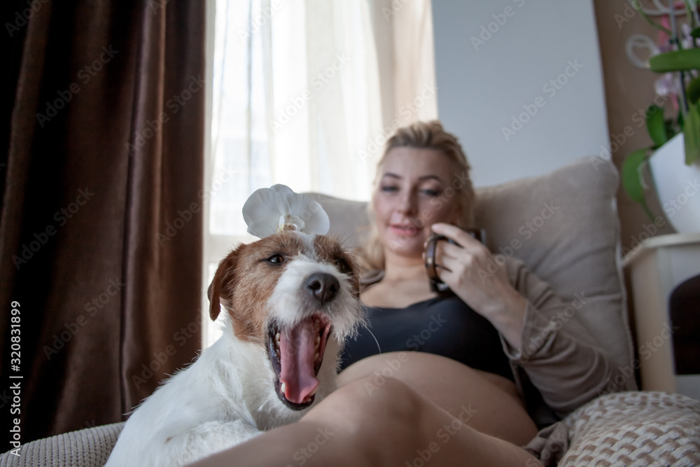 Dog ln the forenground relax on the legs of owner. Pregnant woman siting on cozy armchair with cup of tea at home infront of the window. Awaiting future baby woman resting at the room Dog ln the forenground relax on the legs of owner. Pregnant woman siting on cozy armchair with cup of tea at home infront of the window. Awaiting future baby woman resting at the room