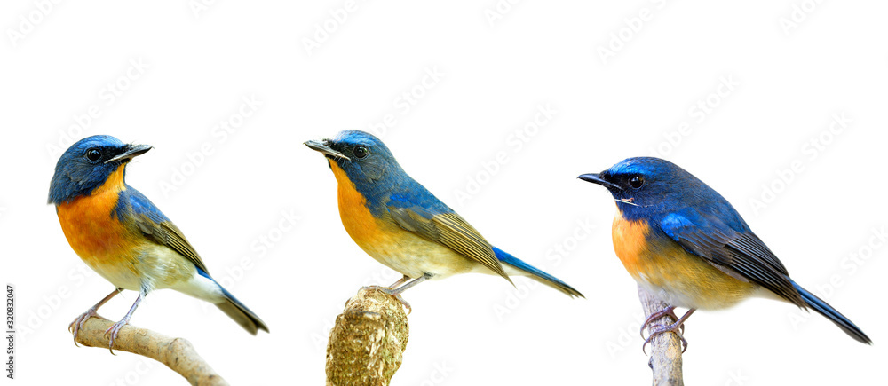 Εκτύπωση καμβά Collection of fascinated blue and orange birds perching with different stances i