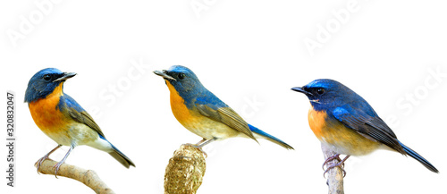 Collection of fascinated blue and orange birds perching with different stances isolated on white background, Chinese blue flycatcher (Cyornis glaucicomans)