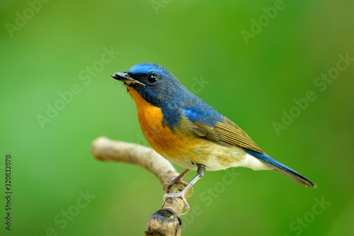 Exotic blue bird with orange feathers on its chest to belly standing on small stick over green background, Chinese blue flycatcher (Cyornis glaucicomans) © prin79