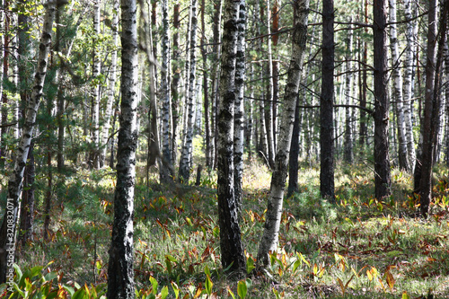 Fototapeta Naklejka Na Ścianę i Meble -  Sunny autumn day in the birch wood with rare pines. Under trees there are a heather and the drying-up leaves of lilies of the valley.