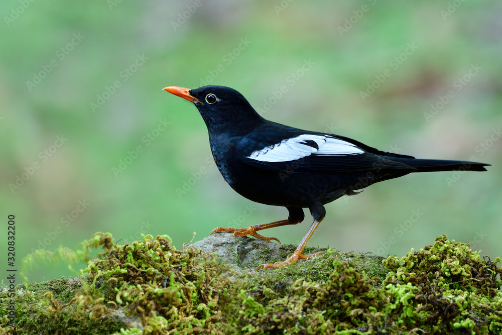 Fototapeta premium Fascinated black with orange beaks and white marks on its wings in thrush family bird, Grey-winged blackbird
