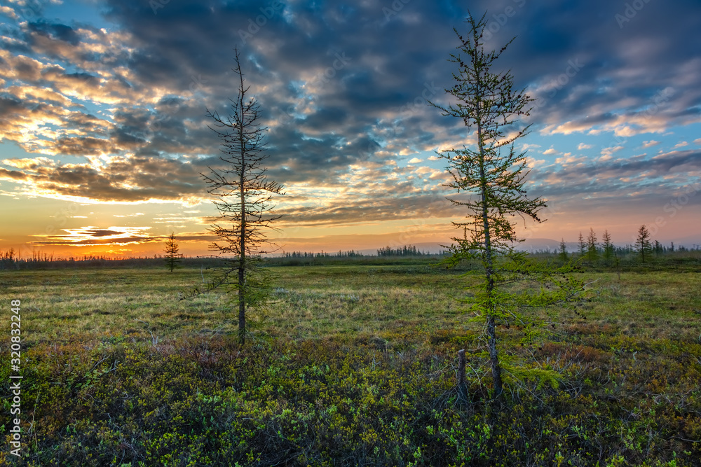 Obraz premium tree in the field