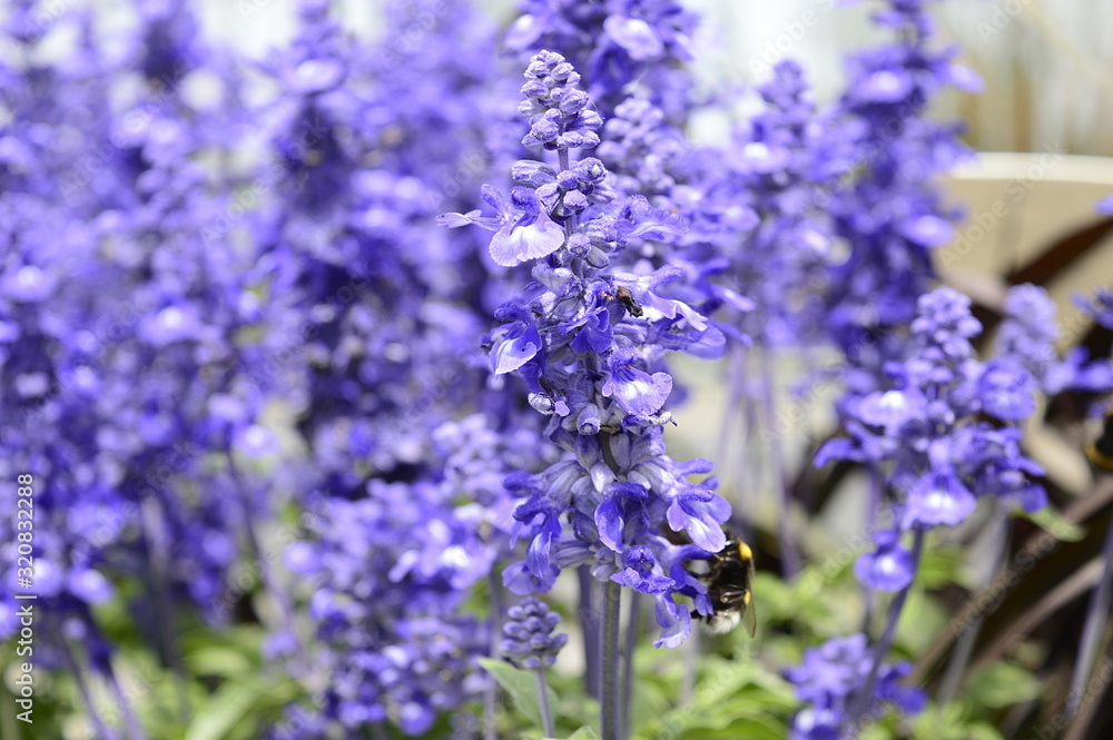 Naklejka premium Closeup salvia farinacea known as mealy sage with blurred background in summer garden