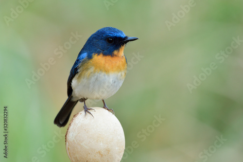 Fat blue and orange bird perching on oval chicken egg with puffy feathers and lovely stance, fascinated nature © prin79