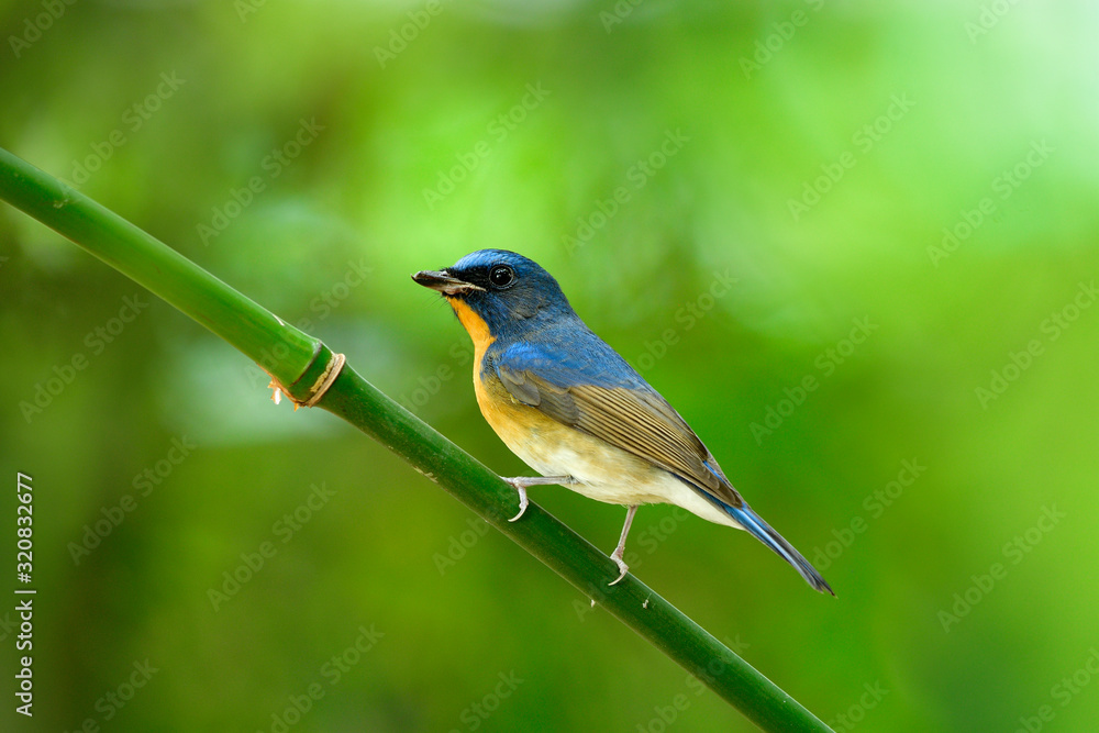 Fototapeta premium Male of Chinese blue flycatcher (Cyornis glaucicomans) beautiful natural blue and orange bird in Muscicapidae family, found in China and Malay Peninsula subspecies of blue-throated.