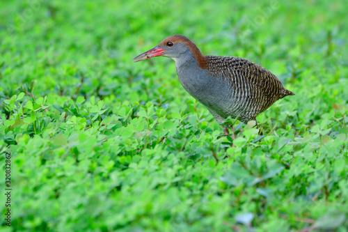 Slaty-breasted Rail (gallirallus striatus) Fascinated grey breast bird with camouflage wings, brown head and pink bills standing in green weed plant in really fine nature
