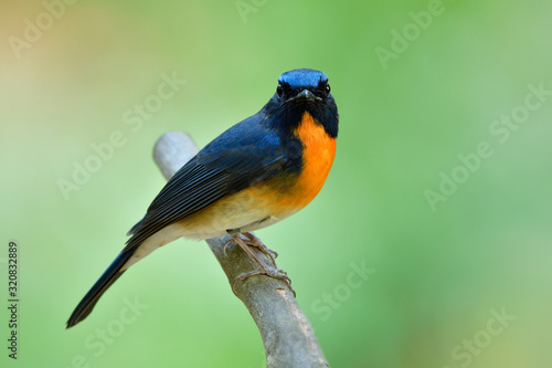 Smart and proud blue bird with yellow feathers on its chest, male of Chinse blue flycatcher on wooden perch over fine blur background in nature
